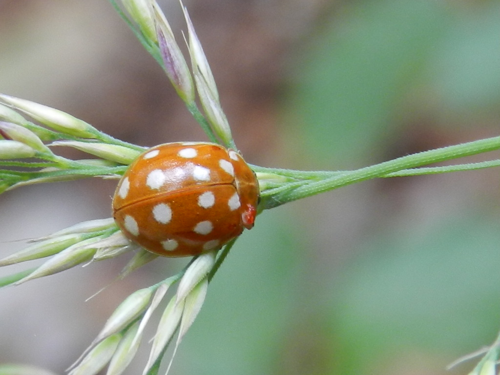 Calvia quatuordecimguttata